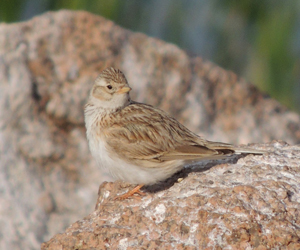 Жиргэмэл (Дэрсний жиргэмэл, Дэрсний бялзуумар)